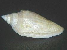 VOLUTA "ATHLETA" SEMIRUGATA: CURRENTLY THE ONLY RARITY ON EBAY @ 36.62MM!