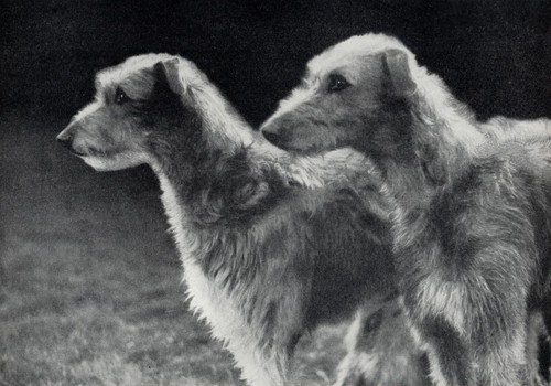 Scottish Deerhound "Duo" - 1934 Vintage Dog Art "Photo" Print - CUSTOM MATTED