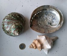 Lotto di 3 grandi conchiglie