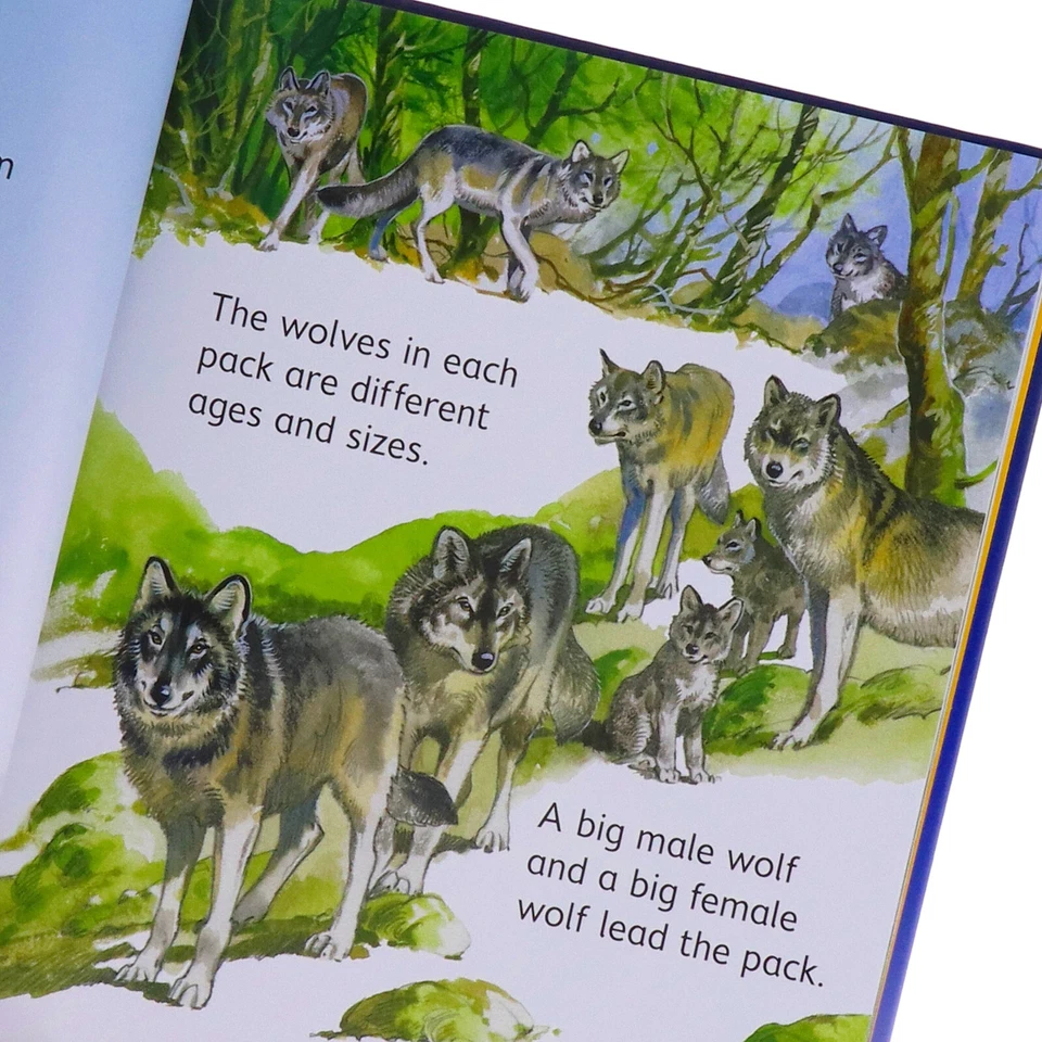 Usborne Beginners Animals Series 10 Books Collection Box Set - Ages 4+-Hardback - Image 4 of 4