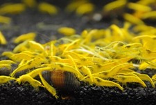 10 Yellow Golden Back Freshwater Neocaridina Shrimp