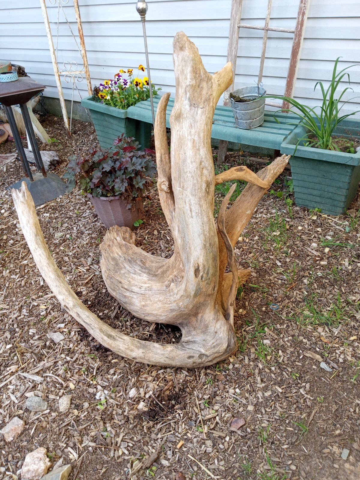 Driftwood eBay