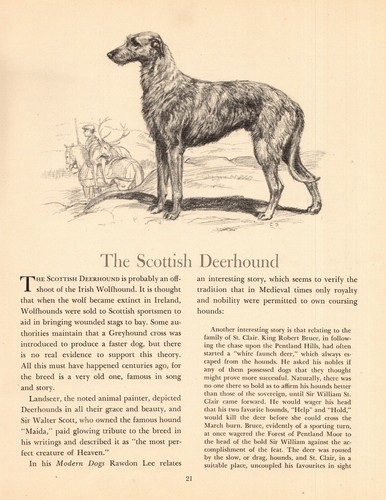 1942 Antique DEERHOUND Art Print Edwin Megargee Scottish Deerhound Print 4255g