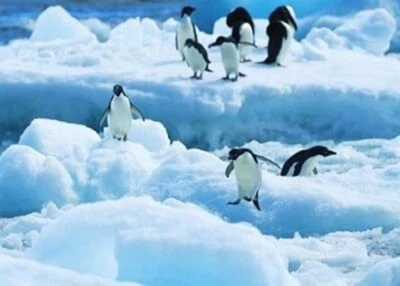 PRACHT CREATIVES HOBBY Diamond Painting Pinguine 40x30 cm TinkerBox - Neu