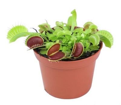 3 Inch Live Venus Fly Trap Live Plant, Dionaea Muscipula Venus Fly Trap Plant...