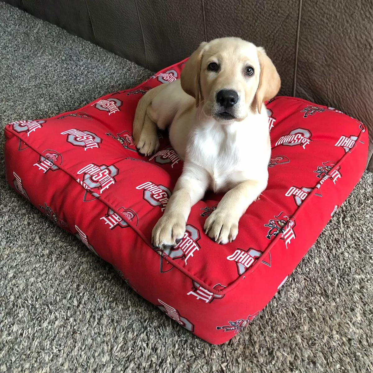 Dog bed shop as floor pillow