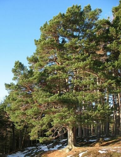 Pinien Dnger NPK Flssig 250 ml fr Pinus pinea (Mittelmeer-Pinie) |  eBay.de
