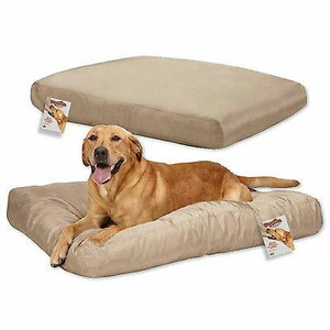 biggest dog beds