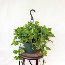 LIVE Golden Pothos Devil’s Ivy evergreen vine plant in 8" hanging growers pot