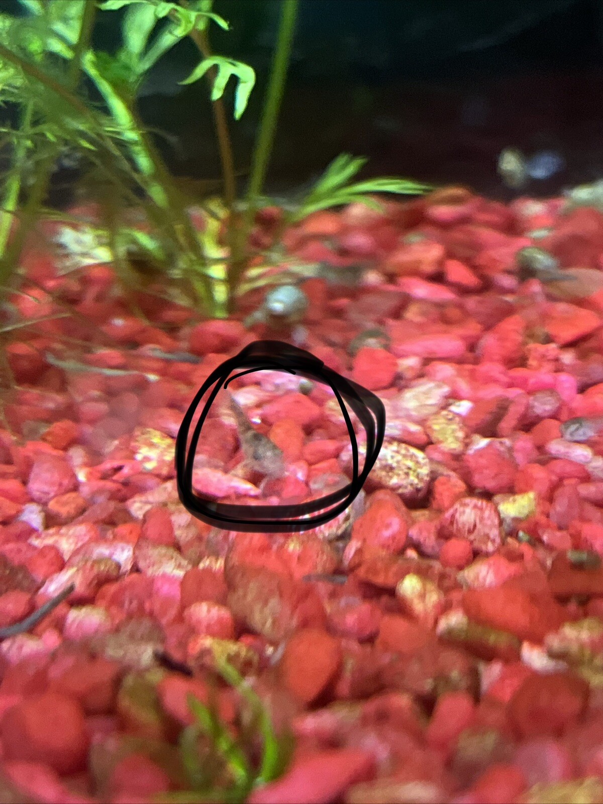 bronze corydoras / bronze cory or a green cory Live fish (juveniles