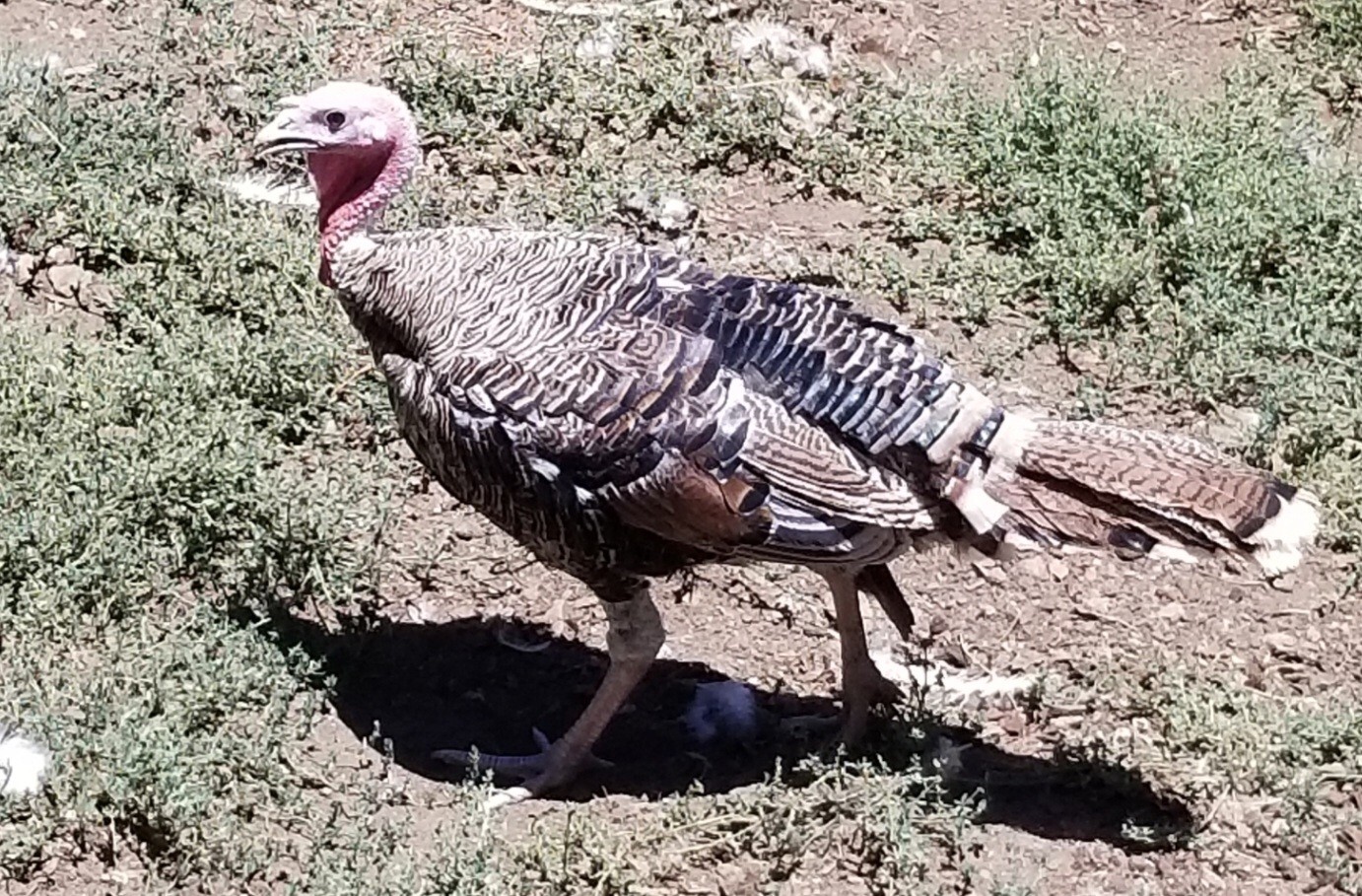 5 Penciled Fall Fire/Standard/Red Sweetgrass Turkey Hatching Eggs eBay