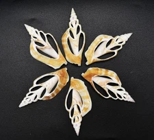 6 Center Cut Strombus Shells 2-2 1/2" Beach Nautical Seashells Ocean Crafts
