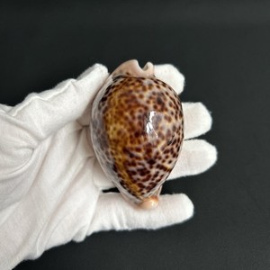 Cypraea pantherina, Panther Cowry, 76.3mm, cowrie seashell from Sinai Egypt