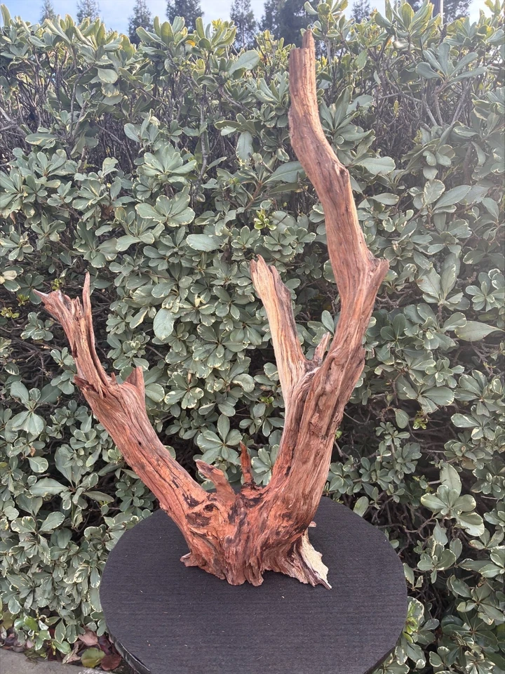 Aquarium Fish Tank Terrarium Aquascape  Manzanita Root/Branch - Image 3 of 4