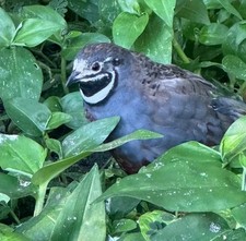 14 Wild Type Button Quail Hatching Eggs   FedEx