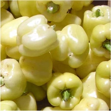 White Bell Sweet Pepper Seeds 20+ Capsicum Annuum Vegetable NON-GMO USA FREE S&H