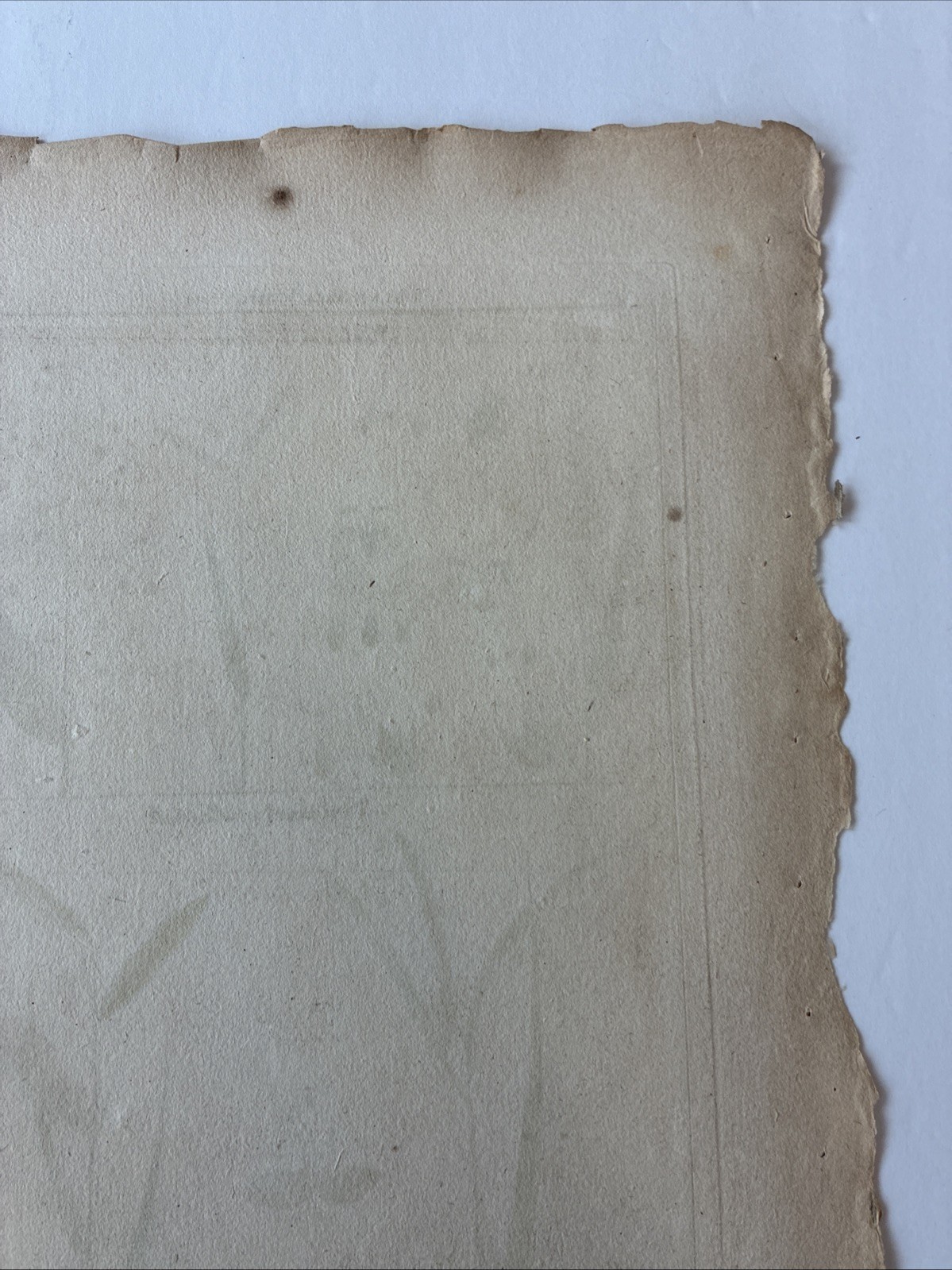 Lamarck Botanical Print Histoire Naturelle, Botanique Hand Colored Book Plate 43