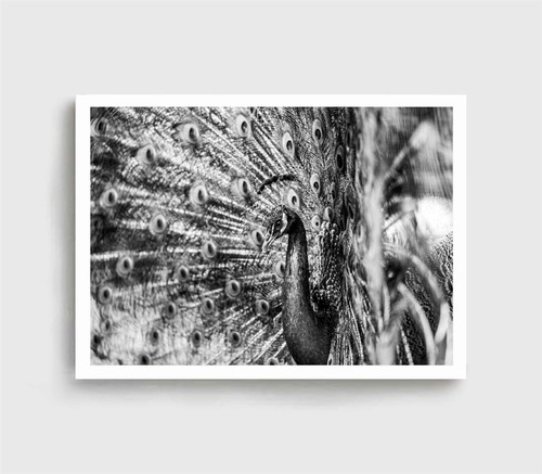 Peacock Print, B&W Peacock Wall Art, Peacock B&W Framed Bird Wall Art, Animal - Picture 4 of 5