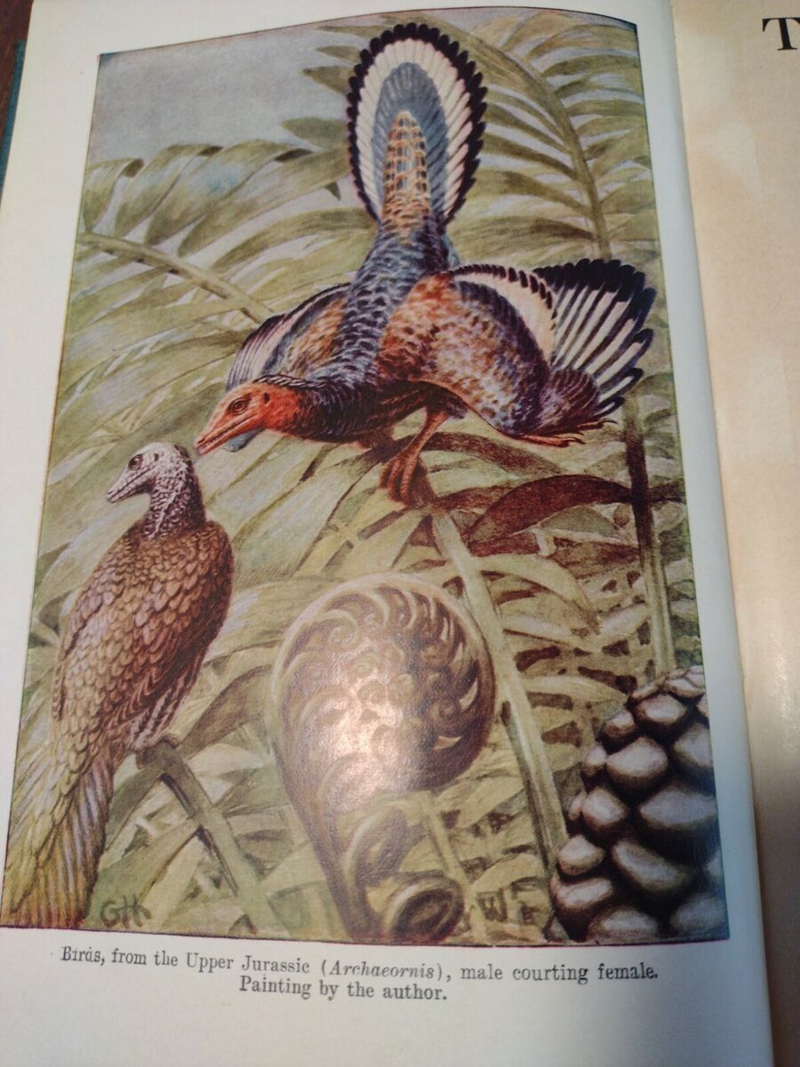 THE ORIGIN OF BIRDS, By Gerhard Heilmann 1927 RARE BOOK THE ORIGIN OF BIRDS, By Gerhard Heilmann 1927 RARE BOOK