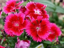200+ Albanian Pink Carnation Seeds for Garden Planting - USA - FREE SHIPPING!