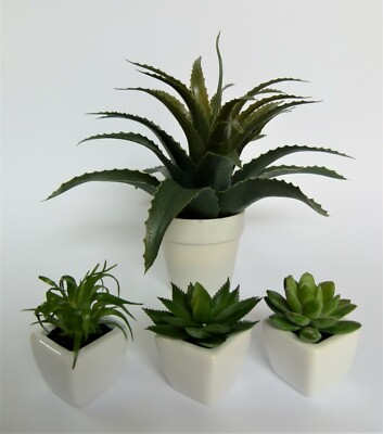 SUKKULENTEN AGAVE DICKBLATT DEKORATION PFLANZE BLUME KAKTUS PALME GRN TOPF  NEU | eBay.de