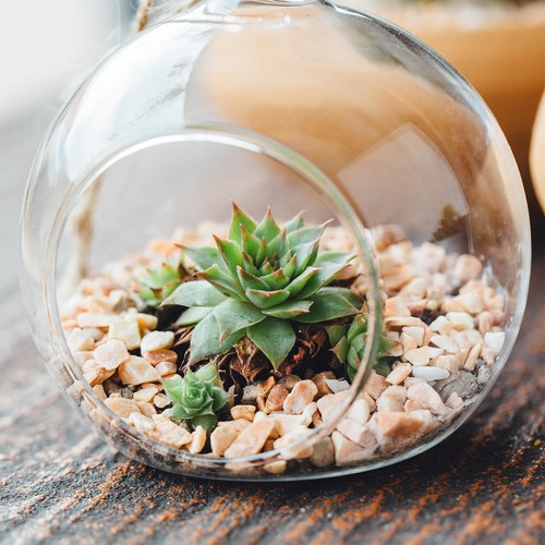 Round Globe Terrarium Air Plant Planter, 4.8 Inch Glass Table Clear - Picture 5 of 6
