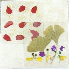 Dried Pressed Flowers Natural Flower Petal Set Resin Art Design Home D cor Gift