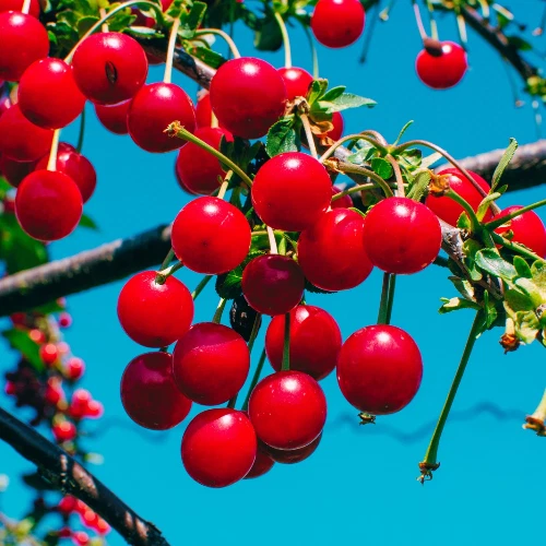 10 Selected Organic Prunus Cerasus Montmorency seeds - Image 2 of 4