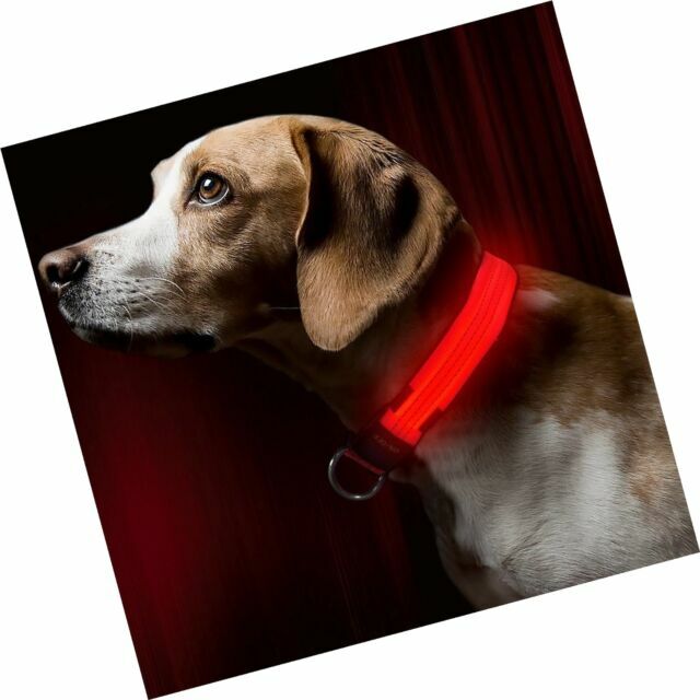 bseen led dog collar