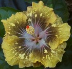 LILLIAN'S COSMOPOLITAN Tropical Hibiscus -- Plant in 4.5" pot — photo 1