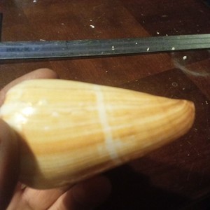 Conus namocanus Shell great Pattern red sea shell NICE Specimen 90MM