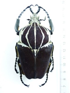 ENTOMOLOGY BEETLE: GOLIATHUS GOLIATHUS OLD COLL DRC MALE 83MM A1 / A