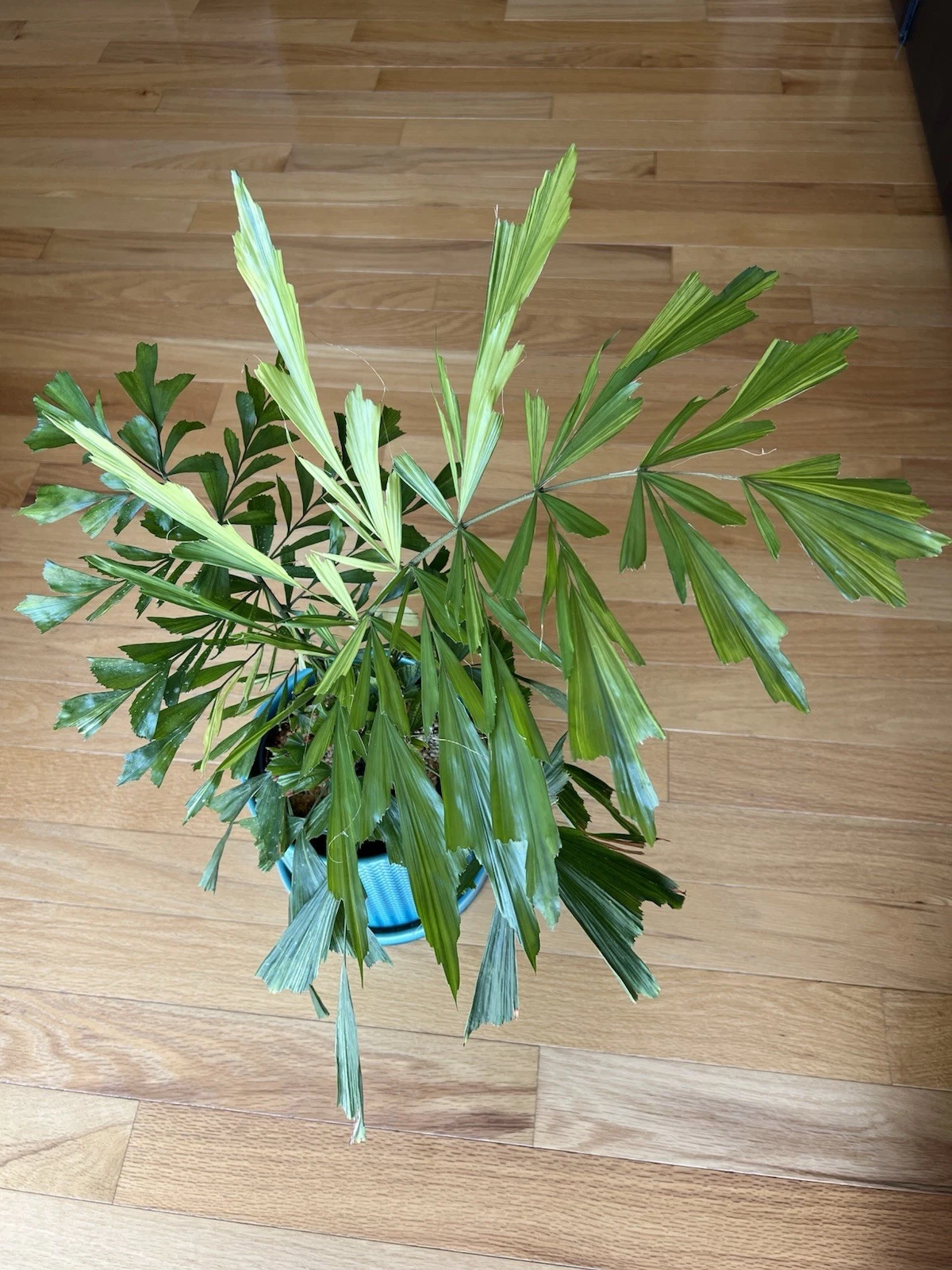 Rare Variegated FISHTAIL PALM CARYOTA MITIS LARGE 6inch Pot Beautiful
Opens in a new window or tab