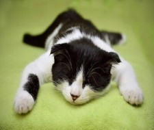 BLACK AND WHITE CAT KITTEN SLEPPING SO CUTE COMPUTER MOUSE PAD 9 X 7