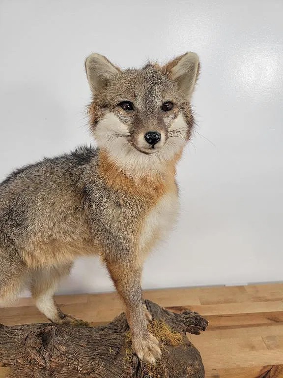 Gorgeous Grey Fox Full Body Mount Taxidermy Log Cabin Vintage Rare