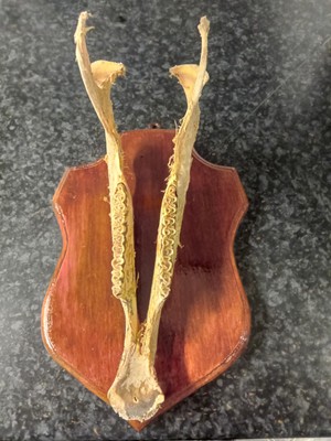  Antilope Unterkiefer Taxidermie 