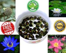90x Seeds Lotus Mix Flower Seed Hand Picked Aquatic Plants Water Garden New