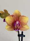Phalaenopsis Orchid NOID Taiwanese Species Rare Colored Plant — photo 4