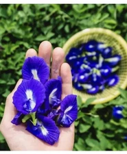 30 BLUE BUTTERFLY PEA SEEDS Clitoria Ternatea, Hoa Dau Biec High Yield Easy