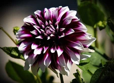 1 "Mystery Day" Decorative Dahlia - Top Size Bulb #1 - US Seller