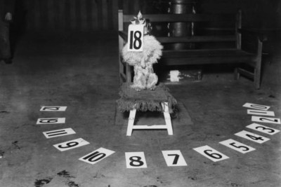 Rex, Gedankenlesehund, Aktion Olympia Circus, England 1921 4x6 Foto
