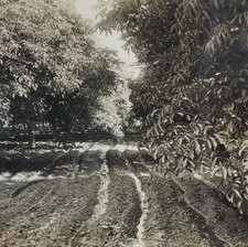 California Walnut Trees Stereoview c1920 Keystone Grove Farm Southern CA O464