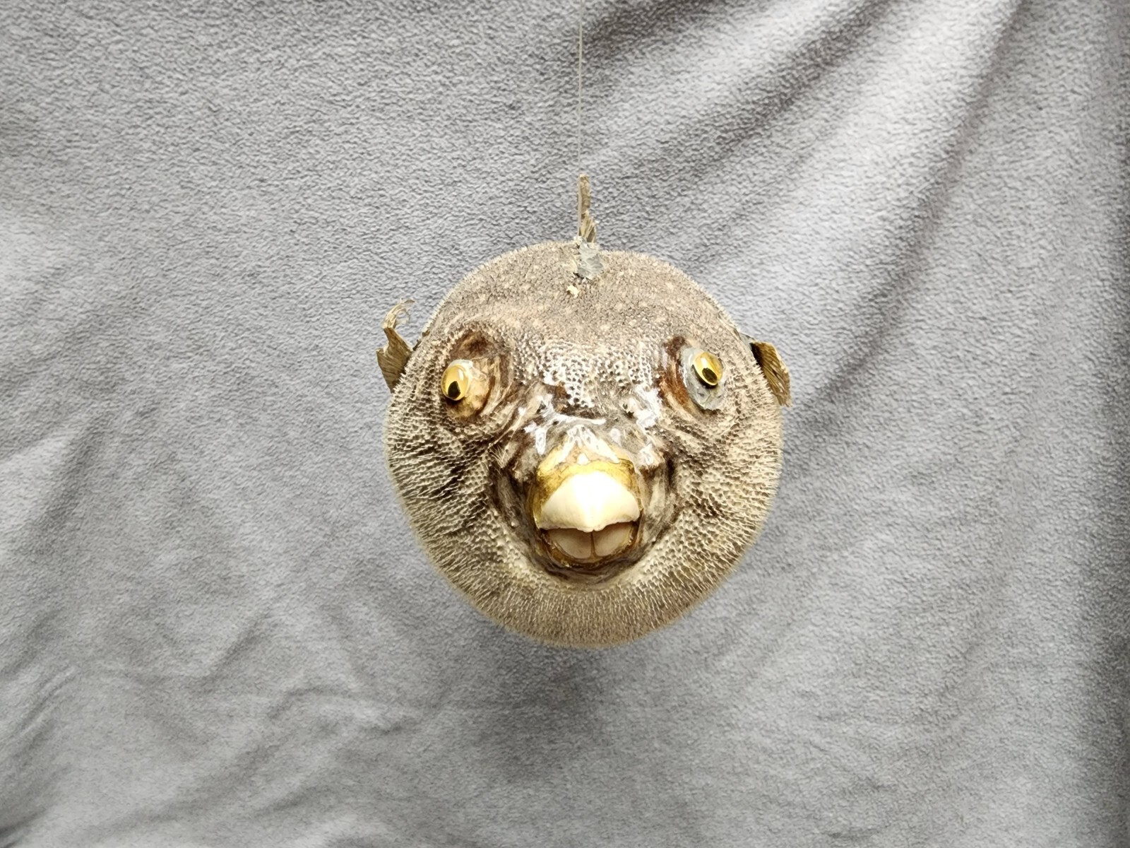 Real Skin Puffer Fish Taxidermy Novelty Parrot Porcupine Blow Oddities