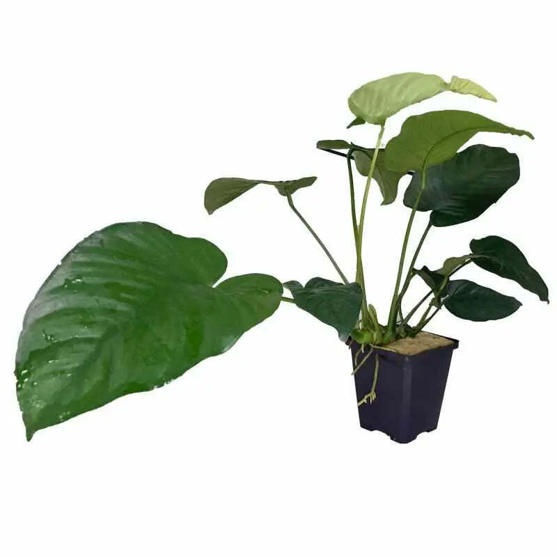 Anubias barteri XL