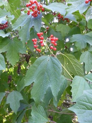 Foto A2 Viburnum opulus Birthorpe Es gibt eine Gruppe dieser Bäume, um 2014
