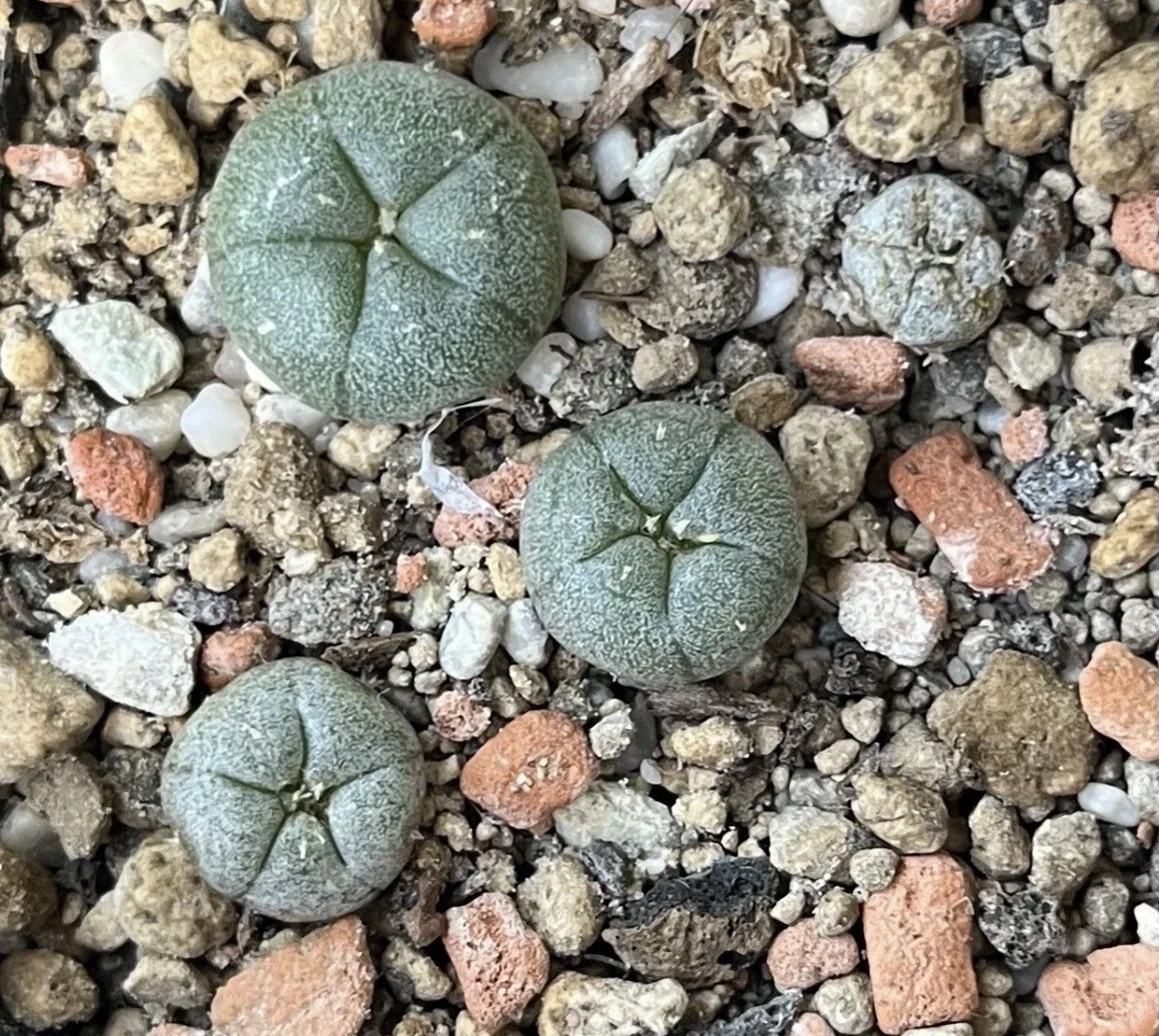 kann man grünlilien auf den balkon stellen Grünlilie | Chlorophytum comosum main image 0