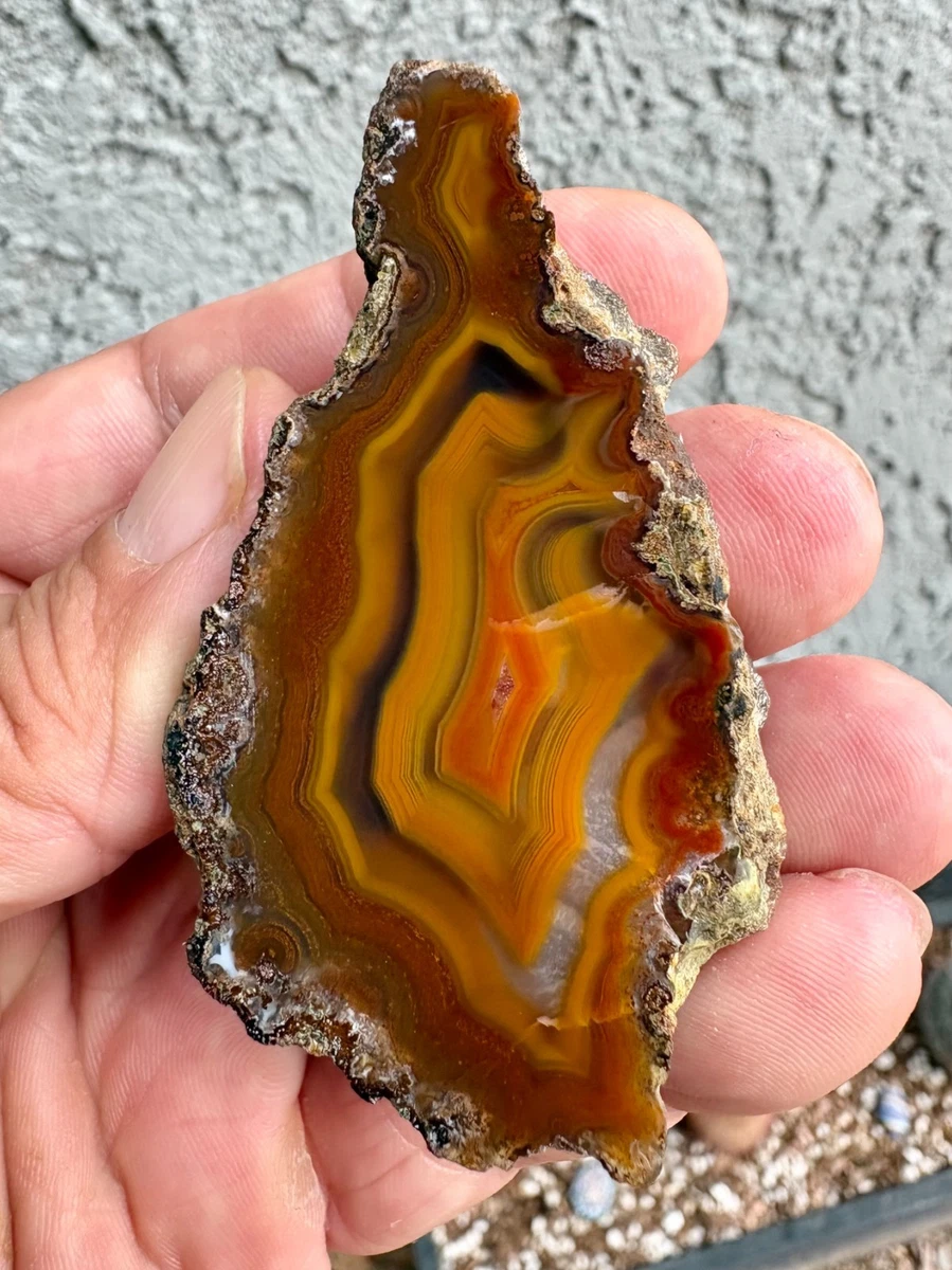25+ Condor Agate for sale | Updated Oct 2026