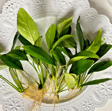 Tofu's Tanks Single Anubias Congensis Med. - Live Easy Beginner Aquarium Plant