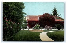 Postcard A Bougainvillea Vine in California CA D110