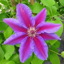 Clematis Fireworks - Live Plant in a 4 Inch Growers Pot - Starter Plant